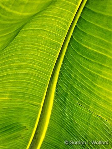 One Big Leaf_01561.jpg - Photographed at Ottawa, Ontario, Canada.